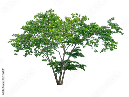 Single green tree isolated   an evergreen leaves plant di cut on white background with clipping path