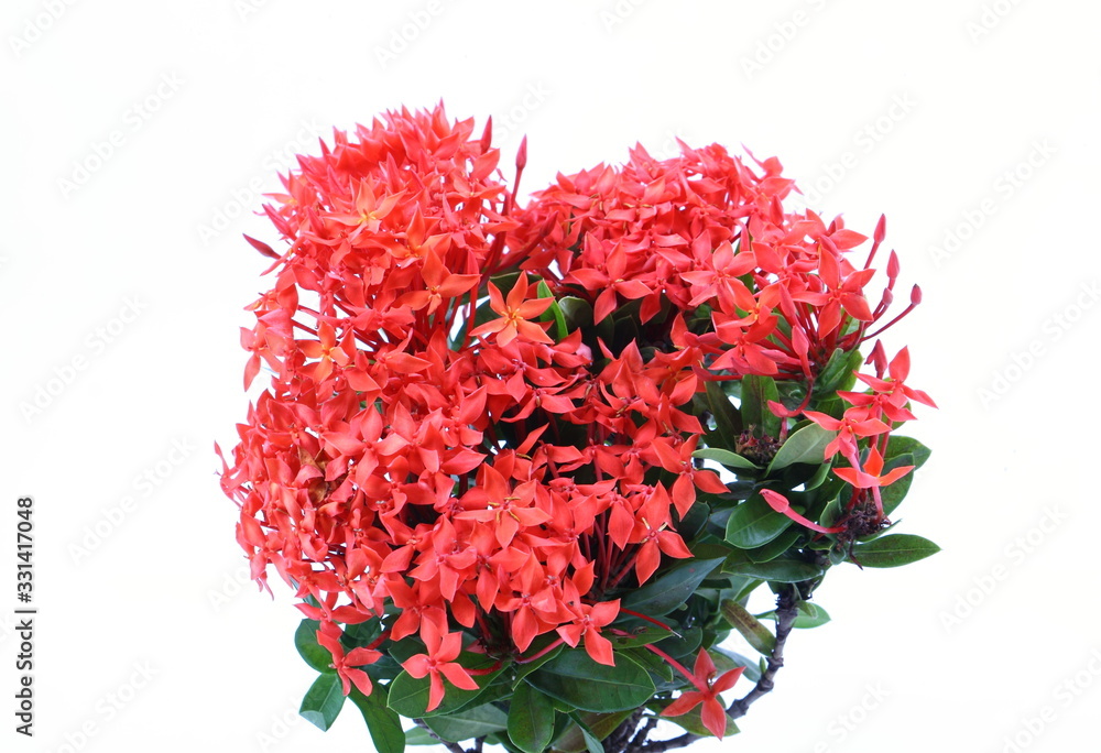 Red ixora coccinea flower, isolated on white background Red ixora coccinea flower, isolated on white background