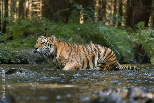 Beautiful young Siberian Tiger in a river, deep in a forest. Amazing and majestic mammal, dangerous yet endangered. Pure nature, forest, river.