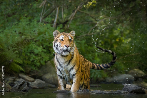 Beautiful young Siberian Tiger in a river  deep in a forest. Amazing and majestic mammal  dangerous yet endangered. Pure nature  forest  river.
