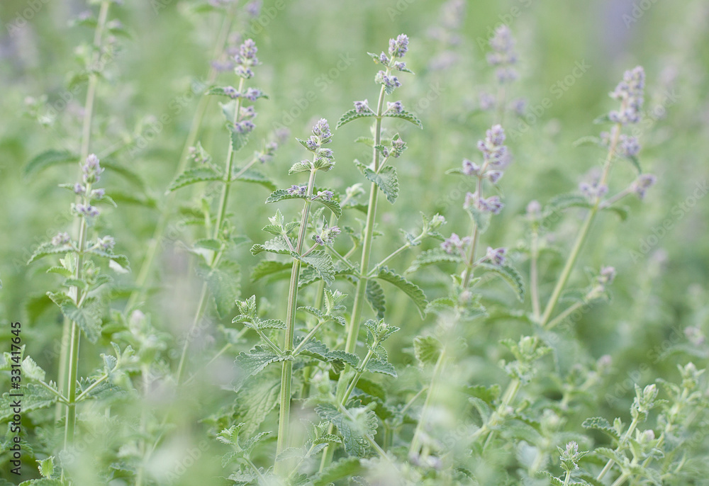 blooming tender sage decorating the garden blooming tender sage decorating the garden