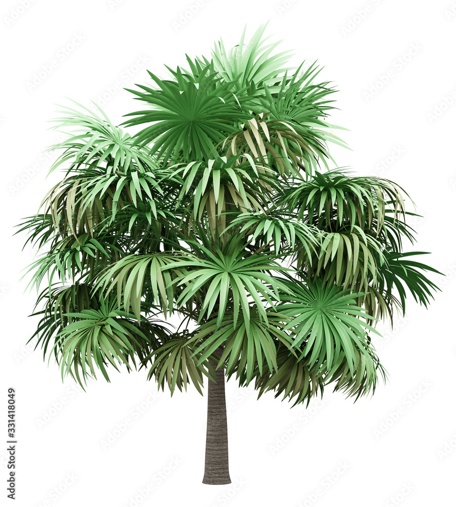 thatch palm tree isolated on white background thatch palm tree isolated on white background