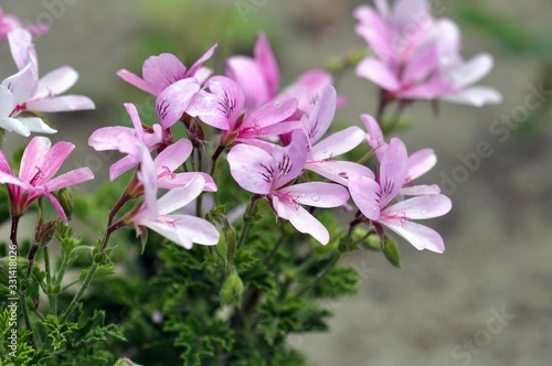 Geranien im Garten