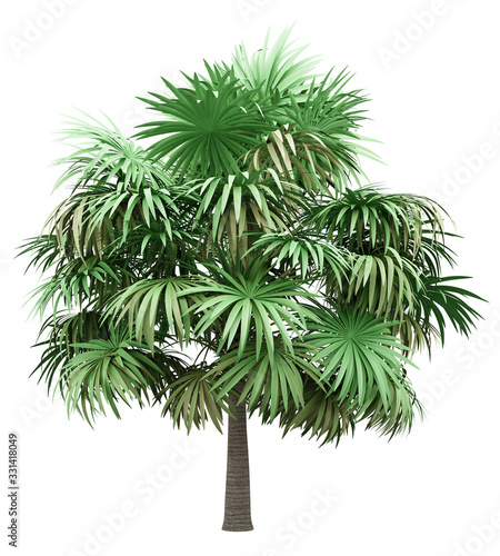 thatch palm tree isolated on white background © Tiler84
