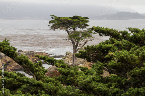  lonely cypress on a rock by the water
