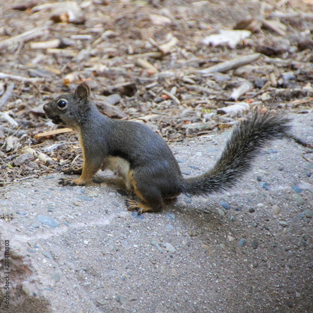 the forest squirrel on the lookout the forest squirrel on the lookout