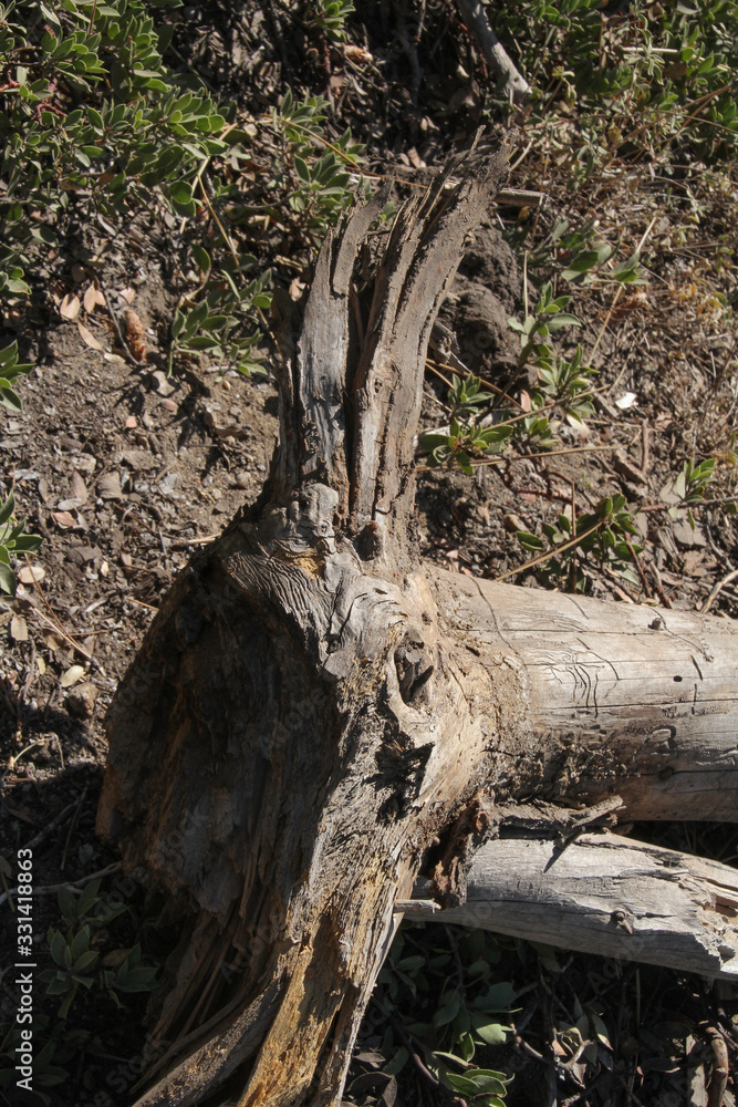 old tree branch with in fantasy the shape of an animal head with large ears or antlers old tree branch with in fantasy the shape of an animal head with large ears or antlers