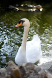 Beautiful white swan on a lake