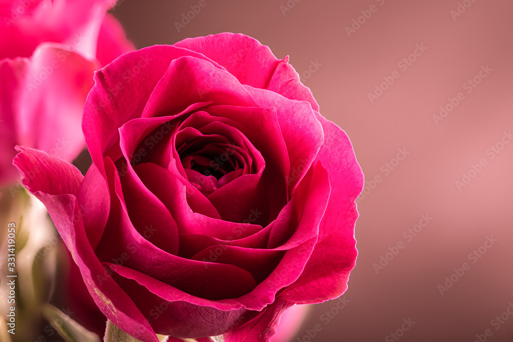 Fototapeta premium Closeup of a Red Rose