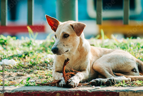 Hund spielt mit Stock photo