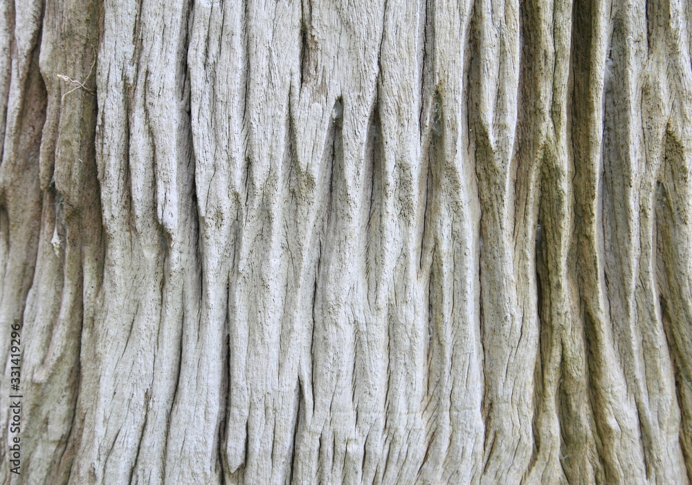 Close up tree bark background Close up tree bark background