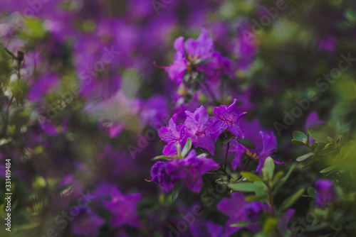 Bougainvillea flowers close up.Blooming bougainvillea.Bougainvillea flowers as a background.Floral background.Violet bougainville flowers blooming
