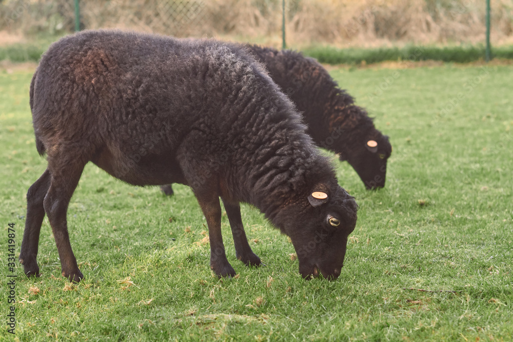 Female black ouessant sheep grazing in the meadow