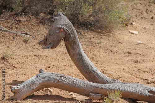  old tree trunk in the shape of an animal head