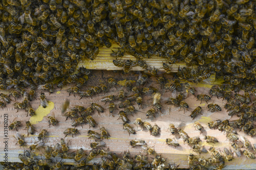 Close up of flying bees. Wooden beehive and bees ( Harmankaya Canyon ), Bilecik Turkey.