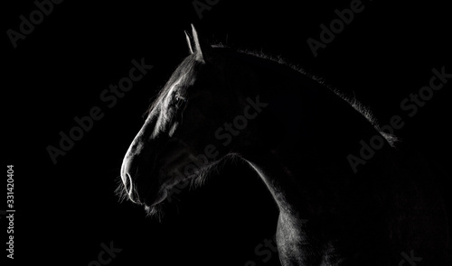 Andalusian horse silhouette in the low light on black background. Animal portrait with space for text.
