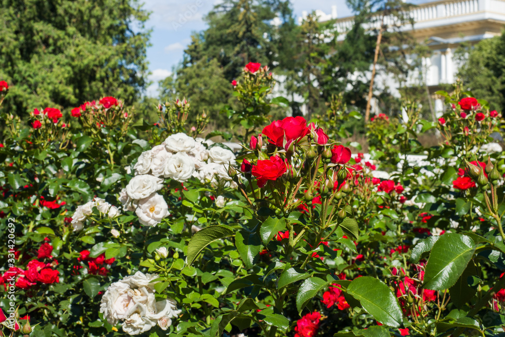 Flowering rose bushes in the summer garden.