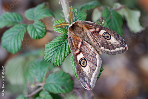 Saturnia pavonia (small emperor moth) male perched on a blackberry with wings closed. photo