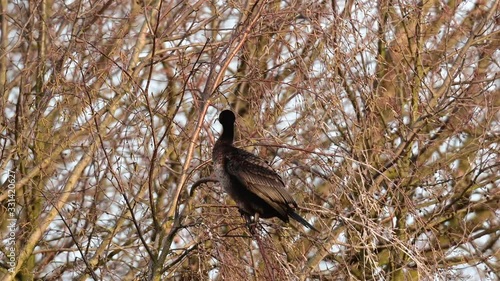 Cormorant sitting in the tree for dry her wings, spring, (phalacrocorax carbo), germany photo