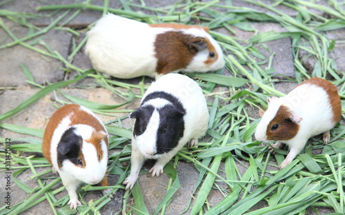 Guinea pig or hamster on the ground