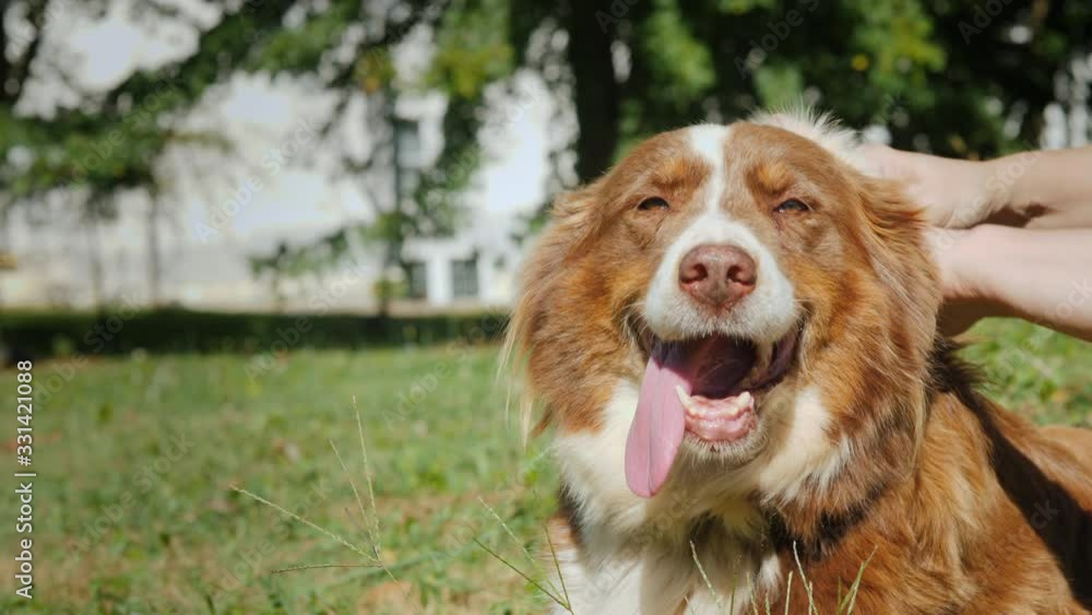 To treat a skin of a dog a preparation from pests - fleas and ticks To treat a skin of a dog a preparation from pests - fleas and ticks