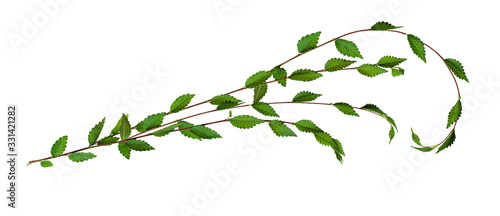 Fresh twisted twigs with gr...