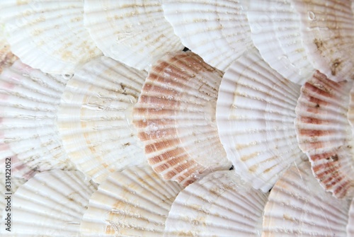 Sea shell isolated as background