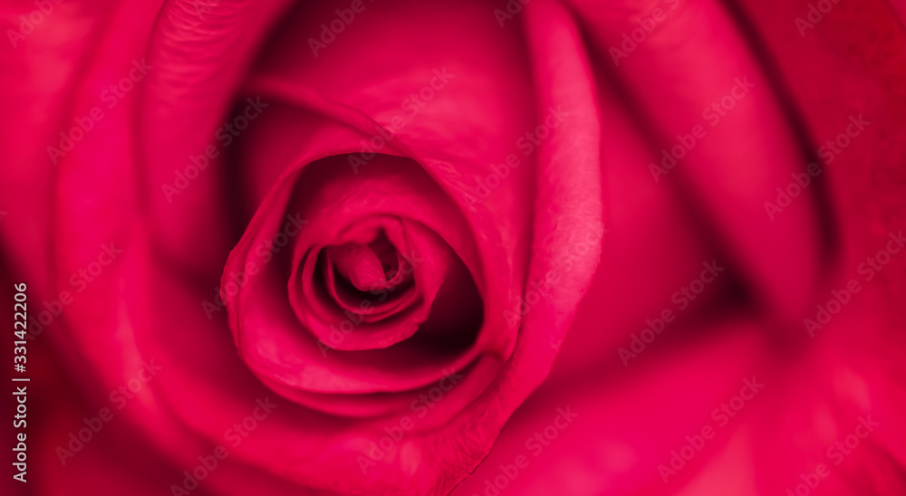 Soft focus, abstract floral background, red rose flower. Macro flowers backdrop for holiday brand design Soft focus, abstract floral background, red rose flower. Macro flowers backdrop for holiday brand design
