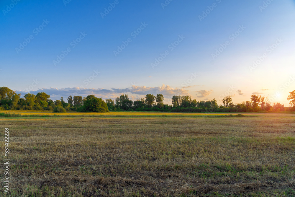 Panorama of a Large mown meadow in front of a forest