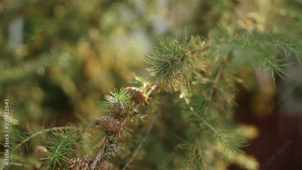 Nature and plants. Green pine bushes with cones on the branches. Can be used as background Nature and plants. Green pine bushes with cones on the branches. Can be used as background