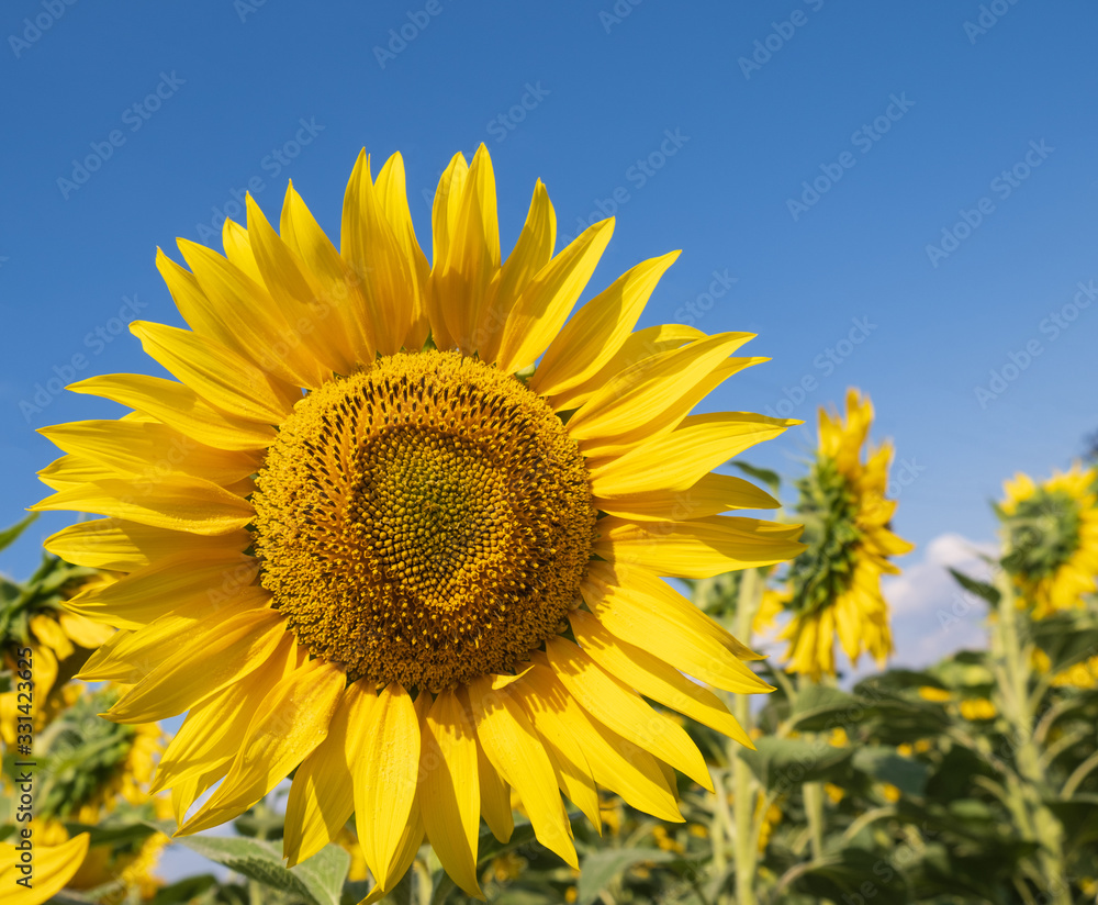 Beautiful sunflowers in the field natural background Beautiful sunflowers in the field natural background