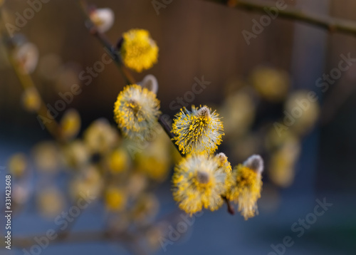 Weidekätzchen Salix Laubgehölz Strauch diözisch Allergie Pollen Frühblüher Ast Blüte Nektar Bienen Staubbeutel gelb Fäden Insekten Sauerland Deutschland Makro Nahaufnahme Sonne Abendlicht Ostern Zweig photo