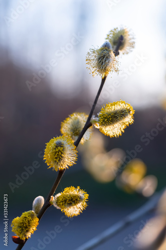 Weidekätzchen Salix Laubgehölz Strauch diözisch Allergie Pollen Frühblüher Ast Blüte Nektar Bienen Staubbeutel gelb Fäden Insekten Sauerland Deutschland Makro Nahaufnahme Sonne Abendlicht Ostern Zweig