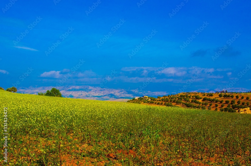 Moroccan countryside at Gualdamane near the city of taza, with olive trees, yellow flowers, and rif mountains in the background, hills terrain, agriculture, farm house