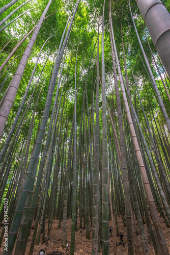 Bamboo Forest  Kyoto  Japan