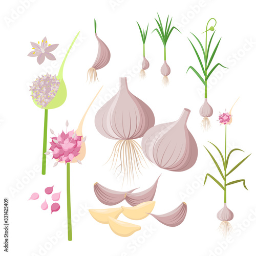 Garlic plant growing - infographic elements isolated on white background. Vector illustrations in flat design. Garlic Bulbs, cloves, flowers, seeds, ripe garlic - set of botanical drawings.