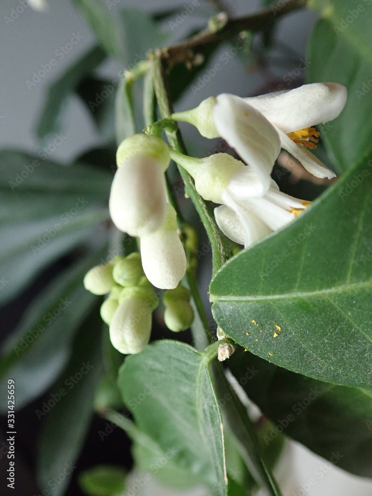 detail of a beautiful blossoming lemon tree detail of a beautiful blossoming lemon tree