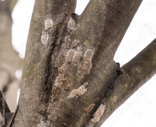 Fényképezés Spotted Lanternfly (Lycorma delicatula) egg masses
