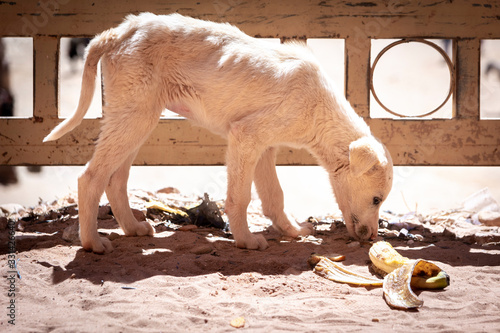 Fotografie Sad, neglected, mistreated or abused and abandoned juvenile white stray dog looking for food, and sniffing on a banana out of hunger