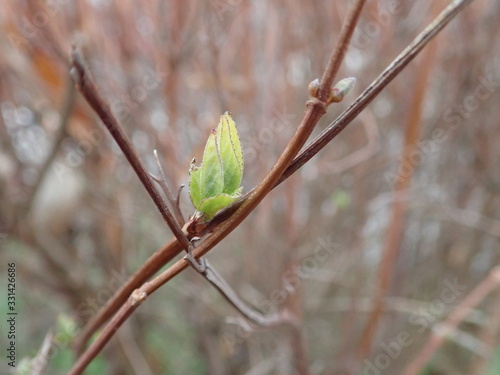 detail of a first leaf in spring