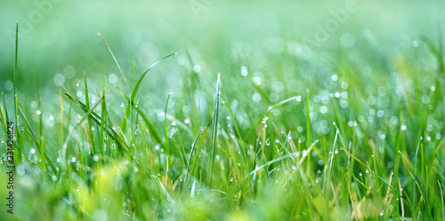 Obraz na płótnie grüne Gras auf der Wiese mit Tautropfen