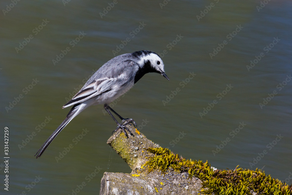Fototapeta premium white wagtail (motacilla alba) standing on tree branch in sunlight