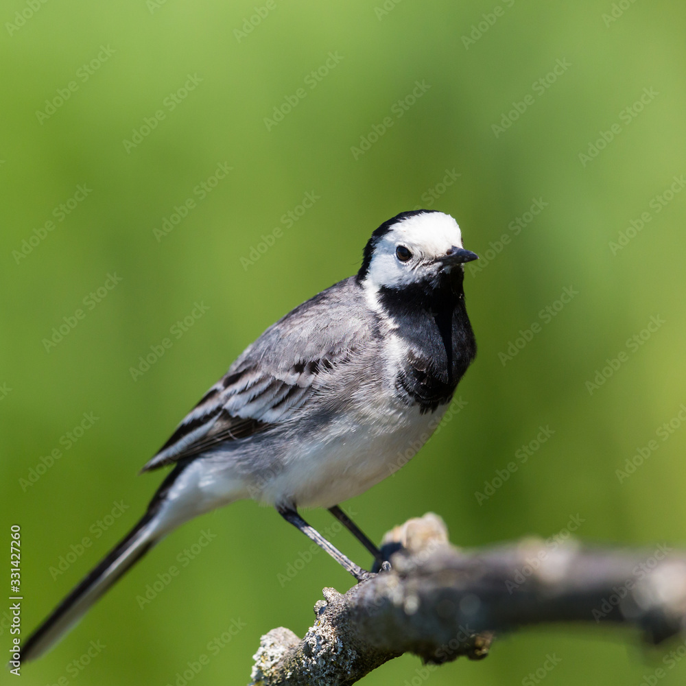 close-up standing white wagtail (motacilla alba) on green background close-up standing white wagtail (motacilla alba) on green background