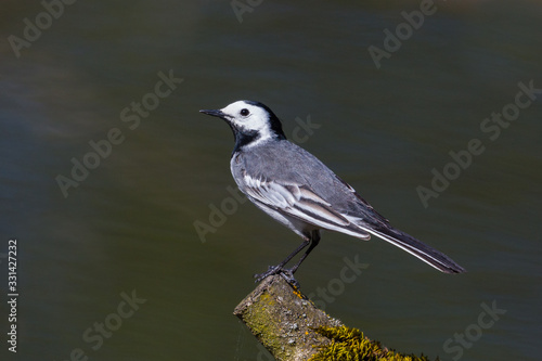 isolated white wagtail bird (motacilla alba) standing on tree branch © Pascal Halder