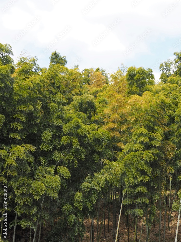 Fototapeta premium 竹林