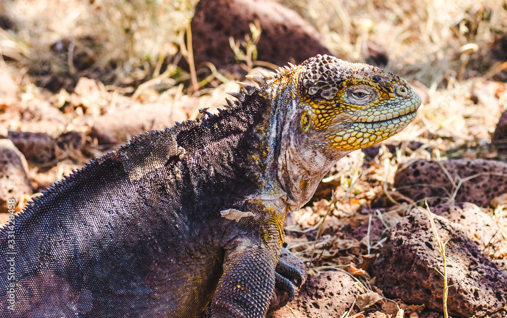Fototapeta premium Close-up of large scaly male iguana in the undergrowth on the Galapagos Islands, Ecuador