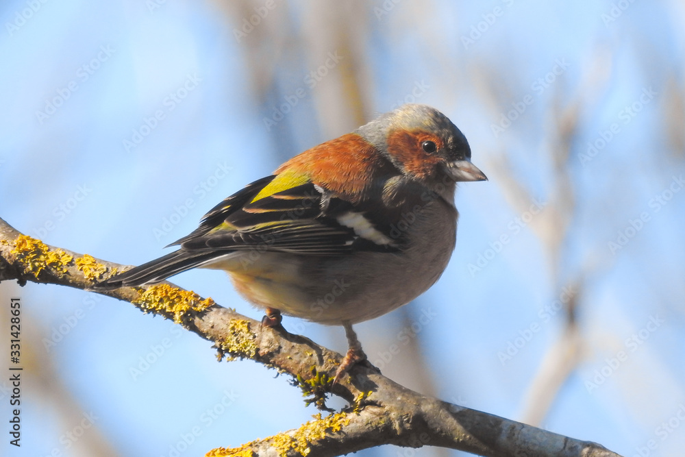 fringuello (Fringilla coelebs) ,ritratto maschio su ramo e sfondo chiaro fringuello (Fringilla coelebs) ,ritratto maschio su ramo e sfondo chiaro