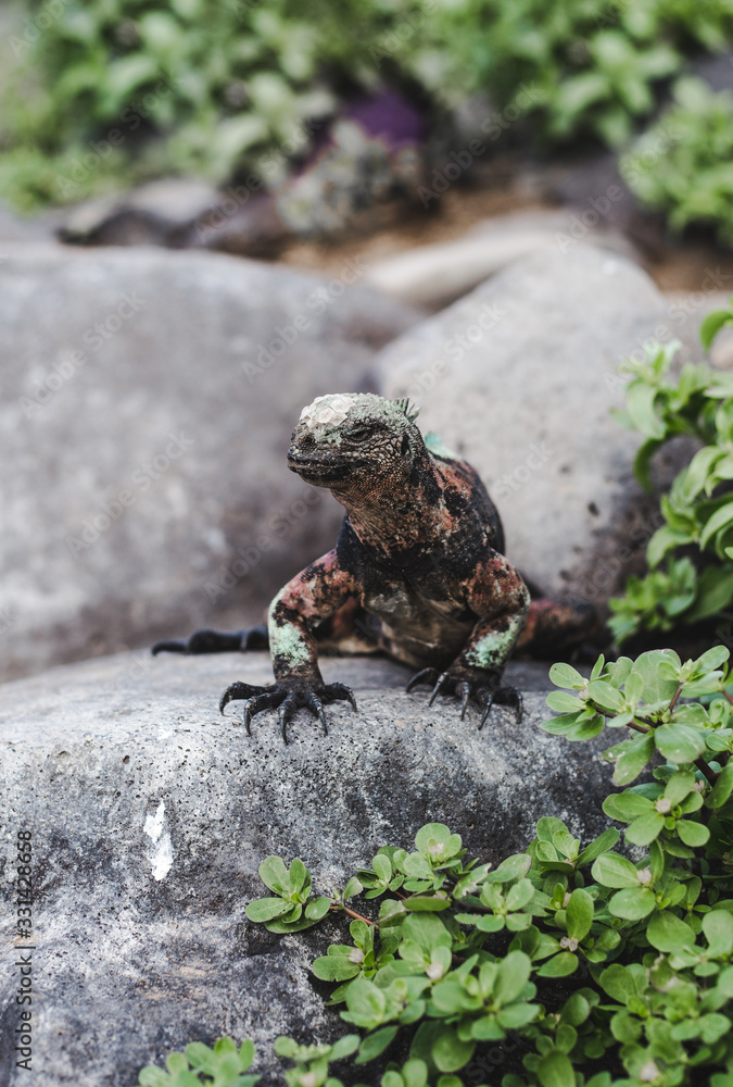 Large lizard perched on a rock to be a look-out for danger in the Galapagos Islands, Ecuador Large lizard perched on a rock to be a look-out for danger in the Galapagos Islands, Ecuador