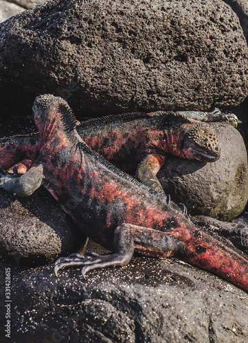 Two large iguanas sunbathing together on rocks along the coast of the Galapagos Islands, Ecuador