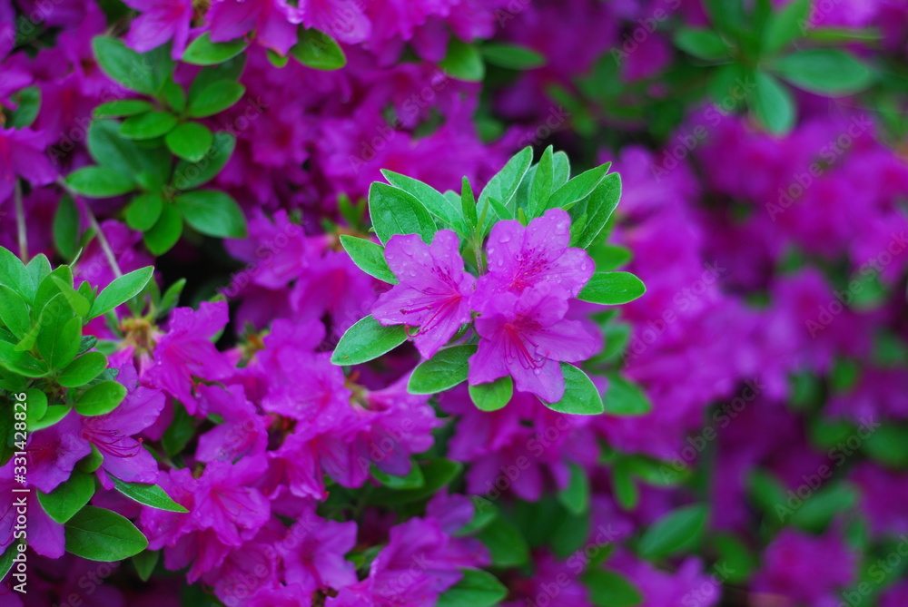 purple flowers in the garden purple flowers in the garden